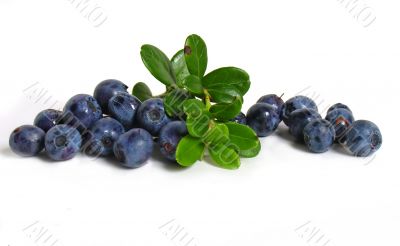 Scattering of bilberries on white background Scattering of bilberries on white background