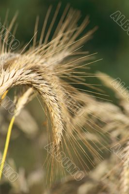 Curved wheat Curved wheat