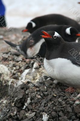 Penguin guarding her nest and egg