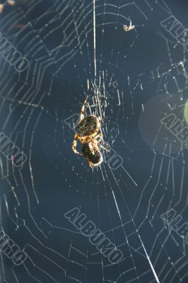 Backlit spider in garden web
