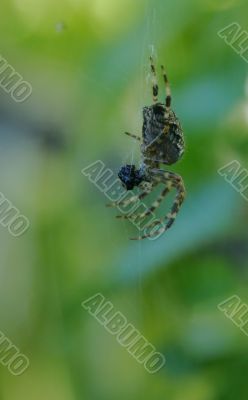 Side view of spider in its web