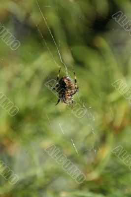 Spider hanging in its web