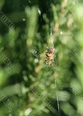 Spider hanging in its web