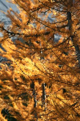 Western larch autumn needles
