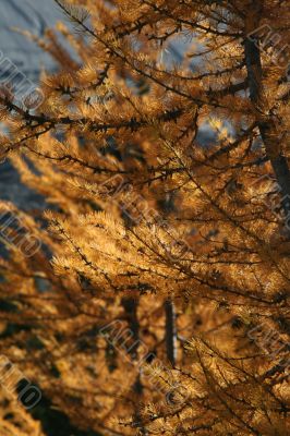 Western larch autumn needles