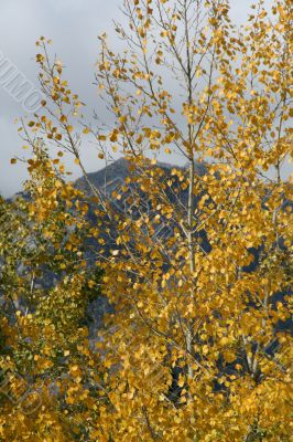 Detail, autumn poplar leaves