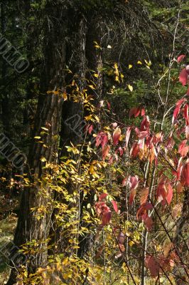 Red osier dogwood branches