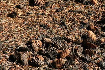 Pine cones &amp; needles
