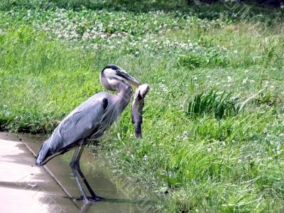 great blue heron with catfish