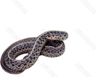 garter snake isolated