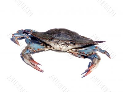 blue crab isolated over white 2