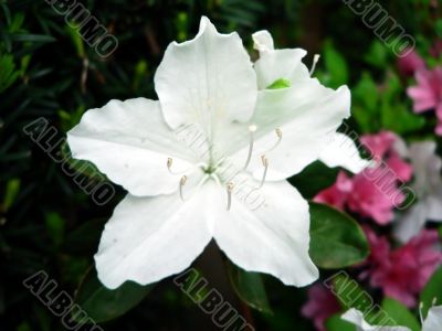 azalea bush flower macro