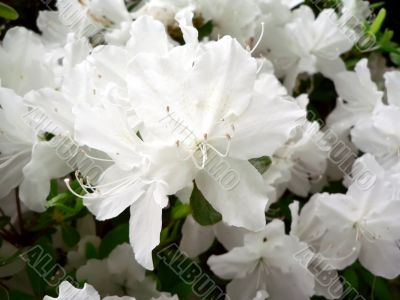 azalea bush flowers macro