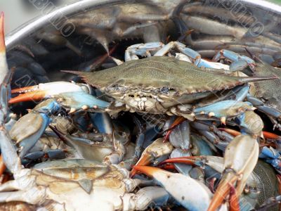 crab - blue crabs in pot 2