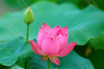 Lotus flower and bud
