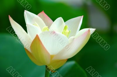 Close view of lotus flower