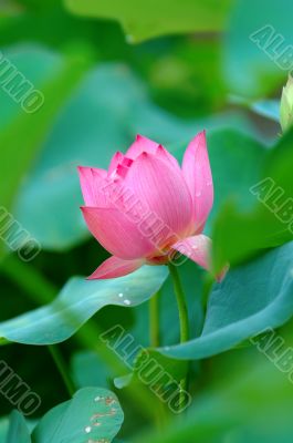 Lotus flower