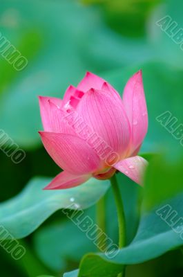 Lotus flower