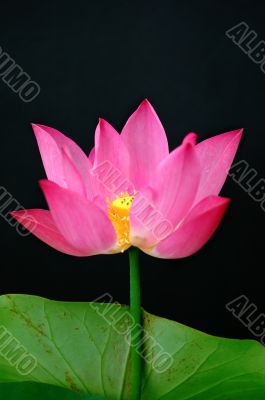 Lotus flower