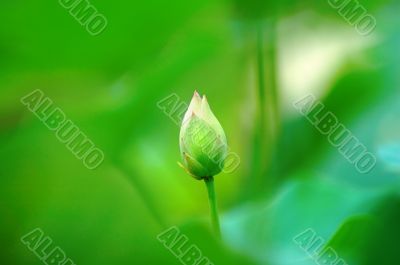Abstract green of lotus bud