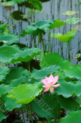 Lotus pond