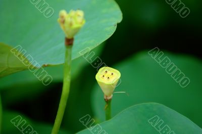 Seed head of lotus flower