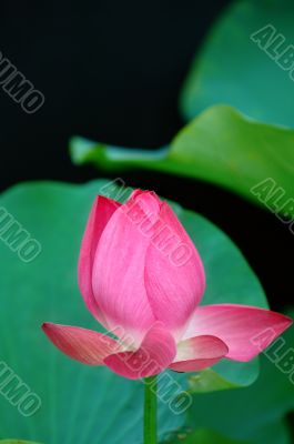 Lotus flower over black