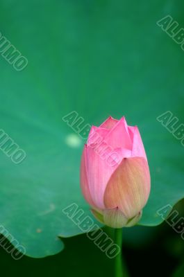 Lotus flower