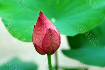 Lotus bud