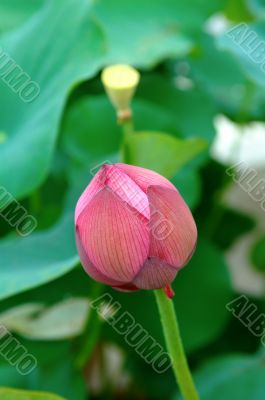 Lotus bud and seed