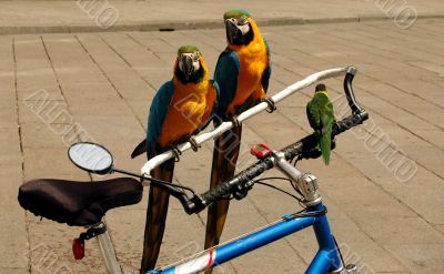 Parrots on a Bike
