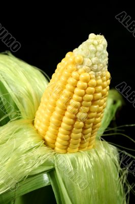 Ear Of Corn