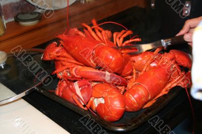 Lobsters fresh from the pot