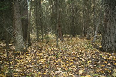 Autumn leaves on spruce forest floor