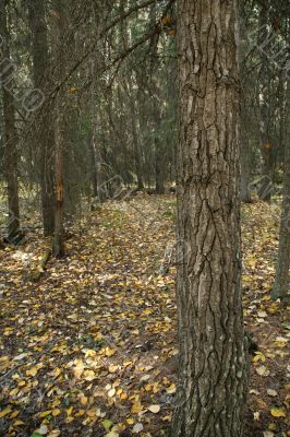 Engelmann spruce tree trunk