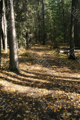 Autumn forest trail