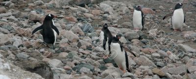 Gentoo penguins, on rocky beach