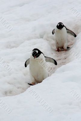 Gentoo penguins following their trail