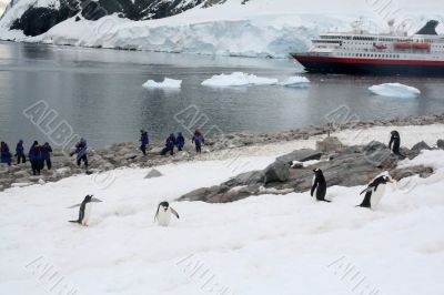 Tourists photographing Gentoo penguin