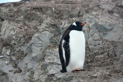 Gentoo penguin, standing