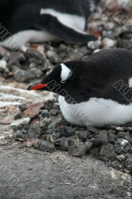 Gentoo Penguin in nesting area
