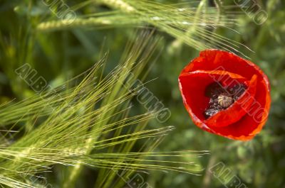 Poppy and Wheat