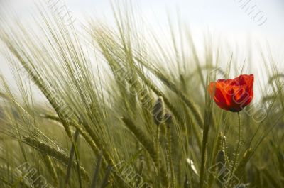 Poppy and Wheat
