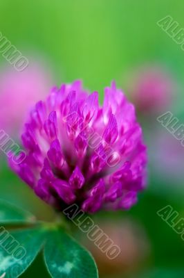 Abstract RedClover