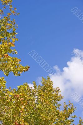 Autumn sky
