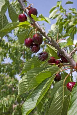 Cherry tree
