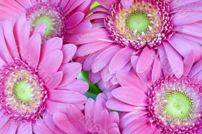 Gerbera daisies