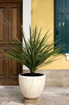 Large potted yucca