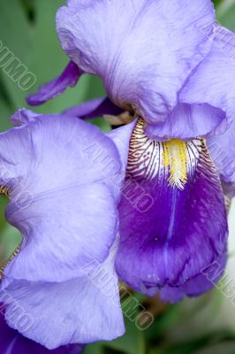 Purple bearded iris