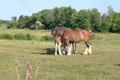 Clydesdale Hundle